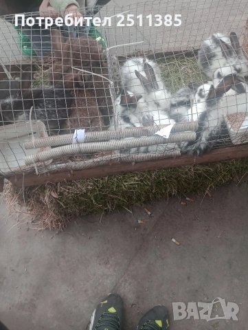 продавам подрастващи зайци