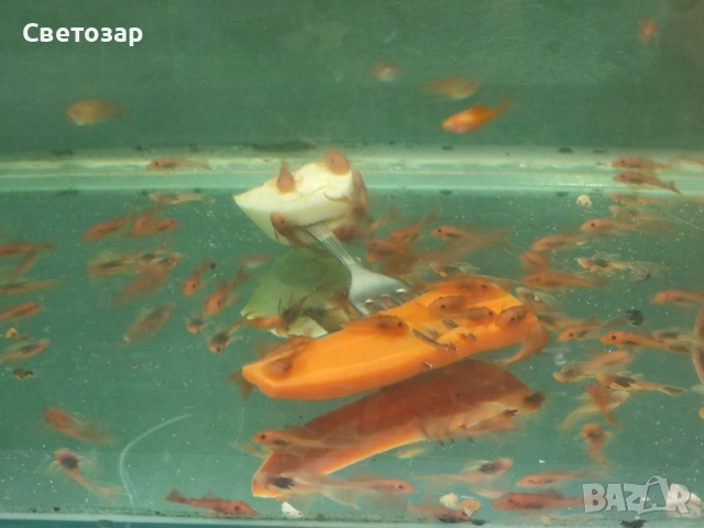 анцитрус  "супер ред", снимка 4 - Рибки - 53581460