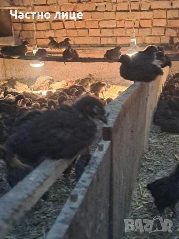 Пилета супер харко, снимка 3 - Кокошки и пуйки - 53442340