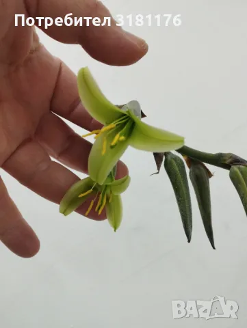 Продавам Пуя Мирабилис, снимка 3 - Стайни растения - 40979038