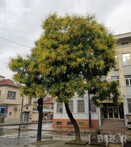 Фиданки от китайски мехурник , снимка 3 - Градински цветя и растения - 52099929