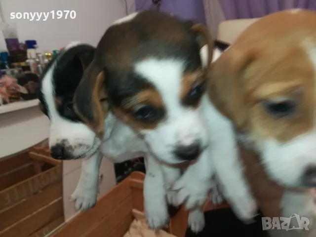 ДЖАК РЪСЕЛ-2025 ГОДИНА-250ЛВ ЗА 1 БРОЙ-КРАЙНА ЦЕНА 2501252054, снимка 6 - Джак ръсел териер - 48827814