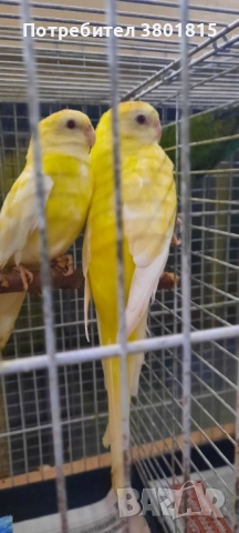 Пойни папагали , снимка 5 - Папагали - 52241015