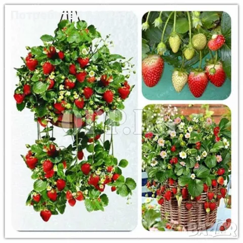 ПО ВСЯКО ВРЕМЕ И ВЪВ ВСЕКИ ДОМ КАСКАДНИ И УВИВНИ ЯГОДИ , за саксия  , сандъче или в градината , снимка 4 - Тор и почвени смеси - 49499186