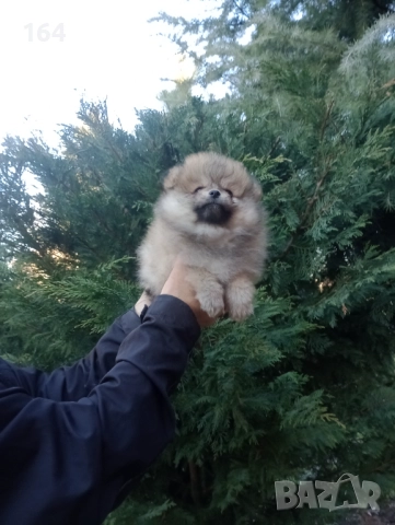 Мъжки Померани. Реални снимки от 29.12.25 г. , снимка 6 - Померан - 52926789