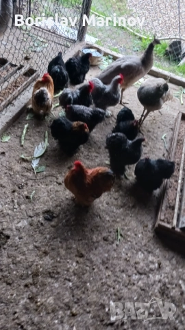 Мини кохин, снимка 5 - други­ - 52341003