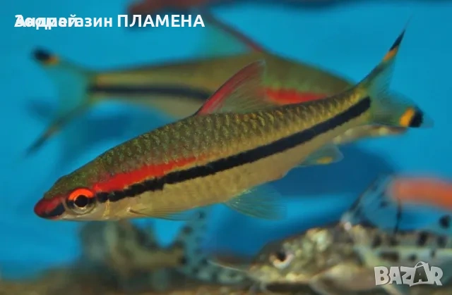 Ново зареждане на видове риби , снимка 4 - Рибки - 53468418