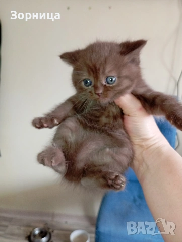 БРИТАНСКО КОТЕ, снимка 8 - Британска късокосместа - 53468415