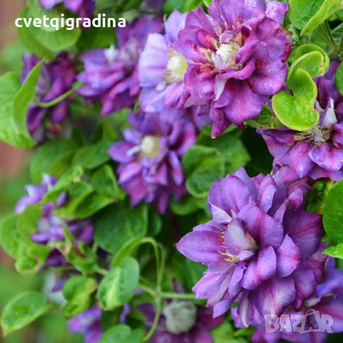 Clematis Krolowa Bona(Клематис Кралица Бона)