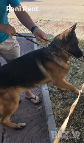Немски Овчарки !, снимка 9 - Немска овчарка - 52650450