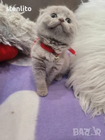 Шотландски клепоухи котета , снимка 2 - Британска късокосместа - 42765517