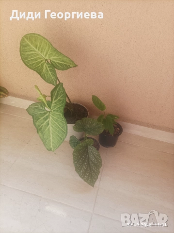 Стайни растения за дома 