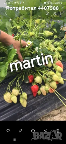 Разсад ягоди и малини , снимка 4 - Разсади - 49438431