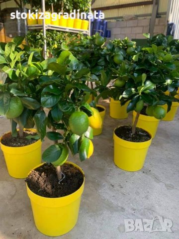   Лимон Лимонови дръвчета ,лимон дръвче цена, снимка 17 - Градински цветя и растения - 36625824