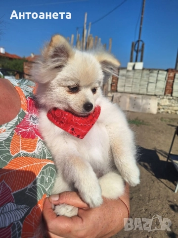 Померан-мини шпиц