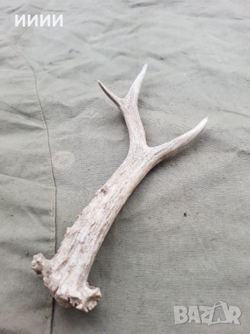 Рог от сръндак , снимка 3 - Антикварни и старинни предмети - 52631583