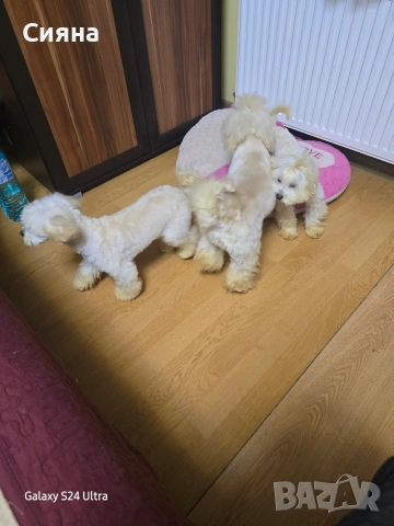 малтипу момче и момиче , снимка 2 - Пудели - 53224082