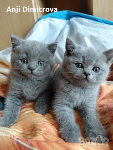 Британска късокосместа., снимка 1