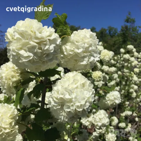 Viburnum opulus 'Roseum'-Вибурнум Розем, снимка 2 - Градински цветя и растения - 49085902