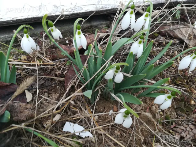 САКСИЯ С КОКИЧЕТА И ЛУКОВИЦИ 1402252234, снимка 6 - Градински цветя и растения - 49132909