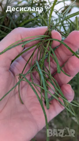 Хоя/ Hoya (резници-cuttings) , снимка 14 - Стайни растения - 47188490