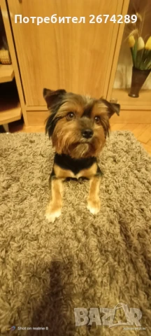 Мъжко Йорки търси партньорка.