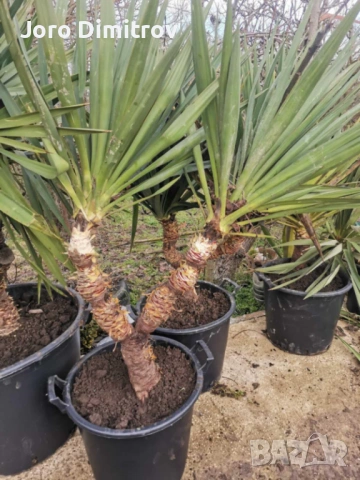 Палма юка външна студоустойчива, снимка 15 - Градински цветя и растения - 53031740