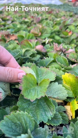 Разсад ягоди “Малинг Виталити”, снимка 4 - Разсади - 52513407