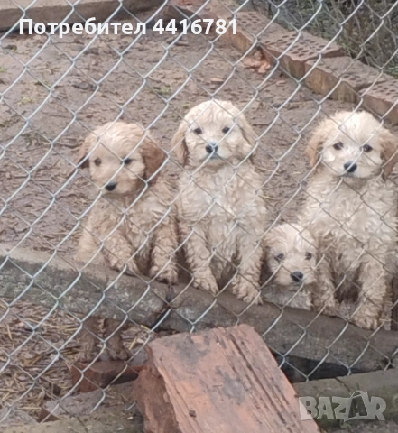 Кучетата за трюфели