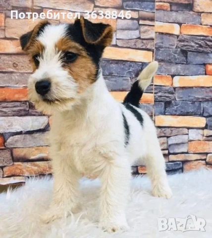 джак ръсел териер (твърдокосмест), снимка 3 - Джак ръсел териер - 53022675