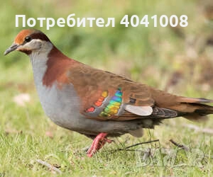 Продавам Егзотични гълъби , снимка 4 - Гълъби - 52808966