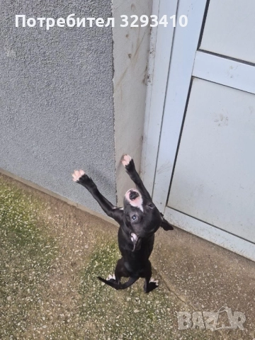 Бебета питбул-териер, снимка 4 - Питбул - 51898864