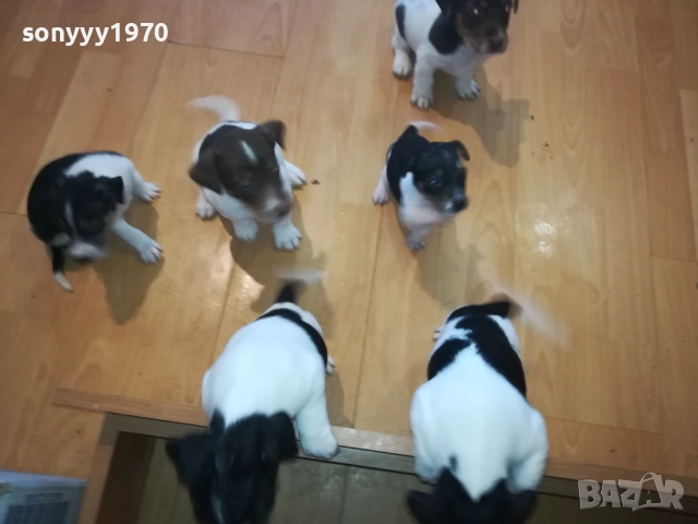 КУЧЕНЦА-ДЖАК РЪСЕЛ 2509252000, снимка 13 - Джак ръсел териер - 51839304