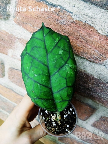 Хоя. Хойя EPC 959 SVETLANA , снимка 2 - Стайни растения - 52653968