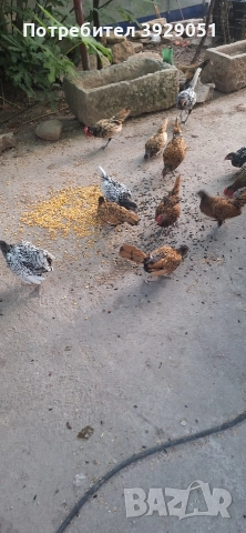 Продавам ярки Зибрайт, снимка 7 - Кокошки и пуйки - 52691975