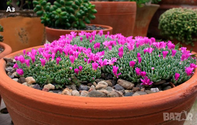 Продавам цветя Делосперма - разсад, за ранно пролетно засаждане, снимка 15 - Стайни растения - 26451909