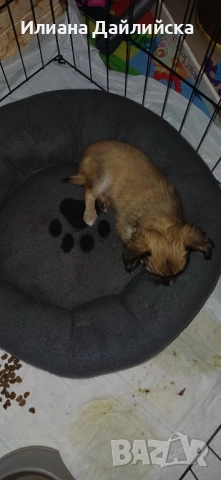 Супер мини чихуахуа, снимка 13 - Чихуахуа - 53387021