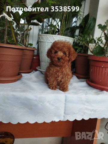 Мини Пуделчета., снимка 3 - Пудели - 52898082