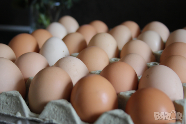 Домашни Яйца 0.50ст./бр, снимка 10 - други­ - 36397255
