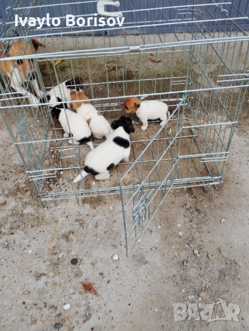 Джак Ръсел Териер