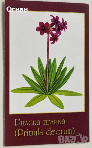 Картичка Рилска иглика, снимка 1