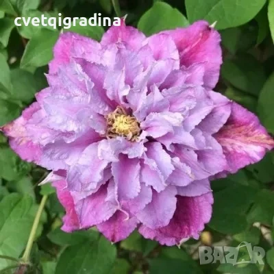 Clematis birthday girl(Клематис Рожденичка)