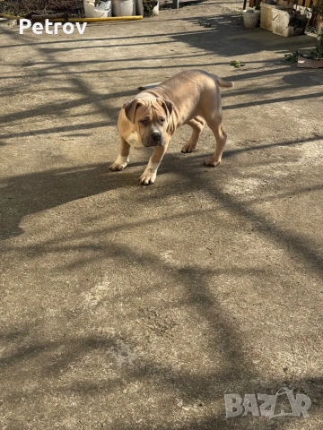 Американско були