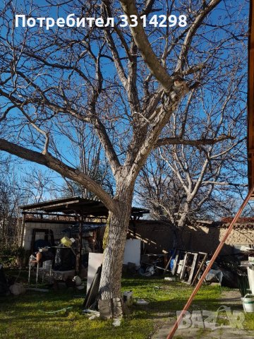 Орех дърво за материал, снимка 3 - Други - 40214578