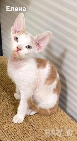 БРАШ с родословието на Донски сфинкс мъжки, снимка 3 - Сфинксове - 52281360