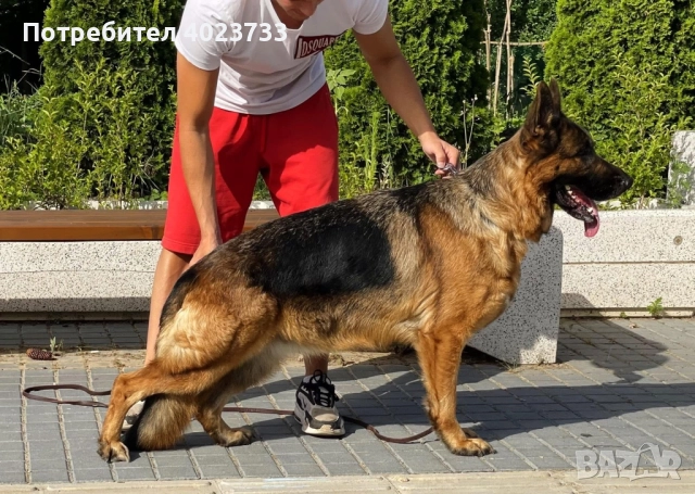 Елитни немски овчарки, снимка 16 - Немска овчарка - 51923395