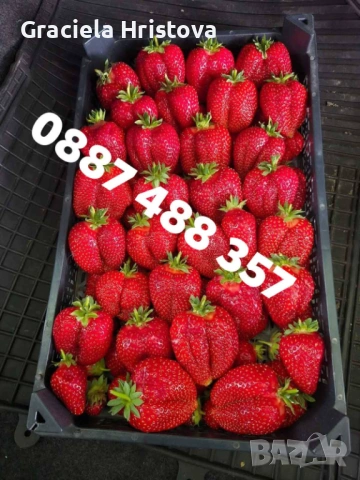 Продавам качествен разсад ягоди , снимка 4 - Разсади - 53504575