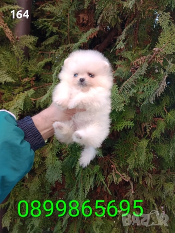 Минита. Померани. Реални снимки!, снимка 7 - Померан - 52850850