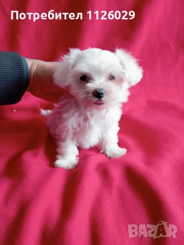 Малтезер момиче на 2 месеца , снимка 3 - Болонка - 52749307
