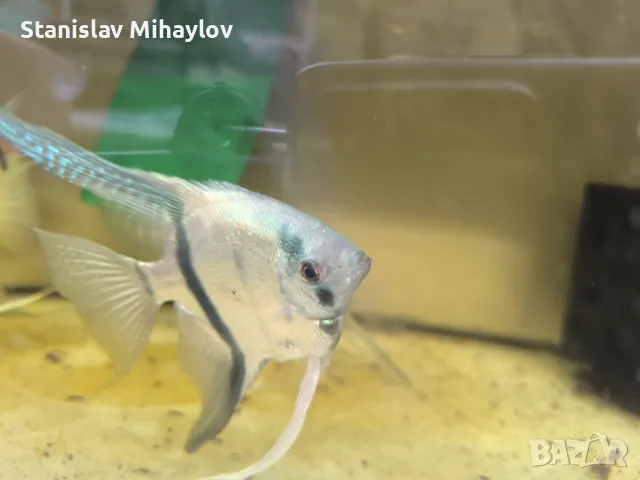  Philippine Blue , снимка 1